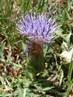 <i>Carthamus mitissimus</i> L., 1753 © P. Rouveyrol