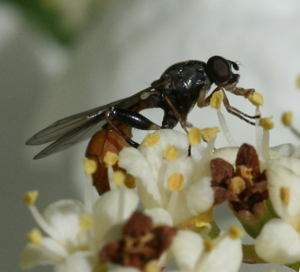 Sphegina spp. (female).jpg © Sandy Rae