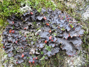 <i>Peltigera horizontalis</i> (Huds.) Baumg., 1790 © H. Tinguy