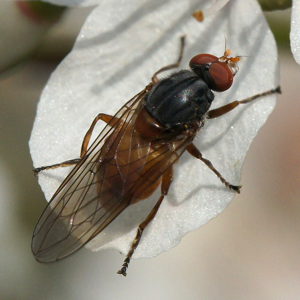 Brachyopa pilosaDSC00983.jpg © Martin Andersson
