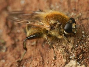 Brachypalpus valgus1.JPG © Adam Furlepa
