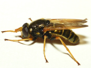 Caliprobola speciosa.jpg © Commons