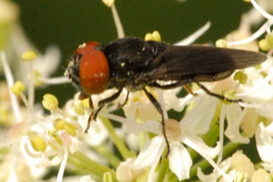 Eumerus.ornatus.-.lindsey.jpg © James K. Lindsey