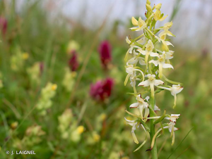 <i>Platanthera bifolia</i> (L.) Rich., 1817 © J. LAIGNEL