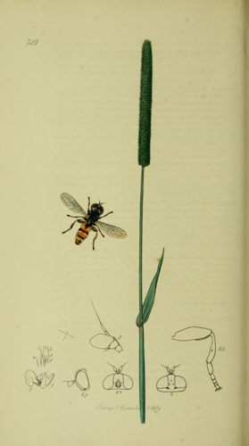 Britishentomologyvolume8Plate749.jpg © John Curtis