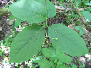 <i>Euonymus latifolius</i> (L.) Mill., 1768 © H. Tinguy