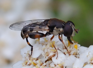 Syritta pipiens 108 - bearbeitet.png © Muscari at de.wikipedia