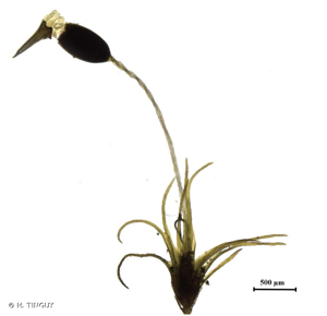 <i>Brachydontium trichodes</i> (F.Weber) Milde, 1869 © H. TINGUY