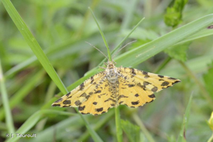 <i>Pseudopanthera macularia</i> (Linnaeus, 1758) © J. Touroult