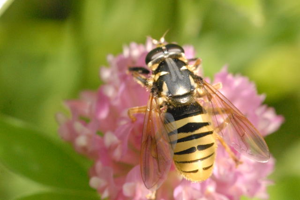 Temnostoma.vespiforme.-.lindsey.jpg © James K. Lindsey