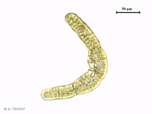 <i>Grimmia ovalis</i> (Hedw.) Lindb., 1871 © H. TINGUY