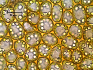 <i>Neoorthocaulis floerkei</i> (F.Weber & D.Mohr) L.Söderstr., De Roo & Hedd., 2010 © H. TINGUY