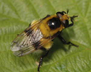 Volucella bombylans.jpg © Rob Knell