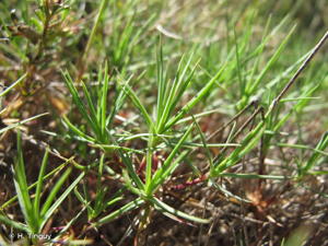 <i>Dianthus pungens</i> L., 1771 © H. Tinguy