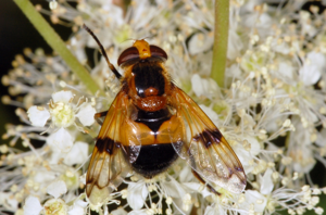 Volucella fg05.jpg © Fritz Geller-Grimm