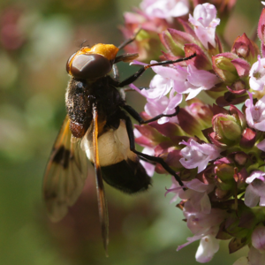Fönsterblomfluga5497.jpg © Martin Andersson