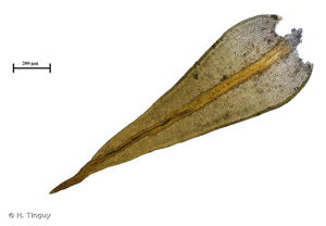 <i>Didymodon acutus</i> (Brid.) K.Saito, 1975 © H. Tinguy