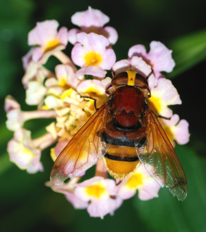 Volucella September 2007-2.jpg © Alvesgaspar