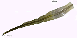 <i>Didymodon sinuosus</i> (Mitt.) Delogne, 1873 © H. Tinguy