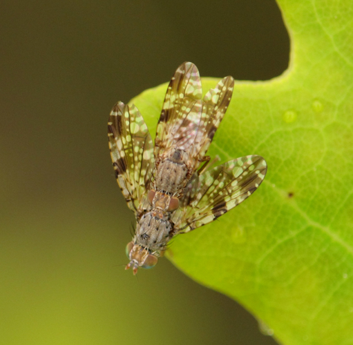 Tephritis vespertina.jpg &copy; Commons