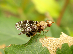 Trypetoptera punctulata.png © João Coelho
