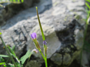 <i>Arabis verna</i> (L.) R.Br., 1812 © H. Tinguy