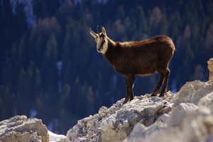 Chamois © 