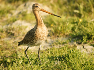 Limosa limosa (alerted).jpg © Hans Hillewaert