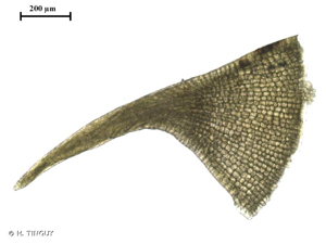 <i>Rhynchostegiella tenella</i> (Dicks.) Limpr., 1890 © H. TINGUY
