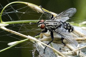 Sarcophaga.carnaria.jpg © James K. Lindsey