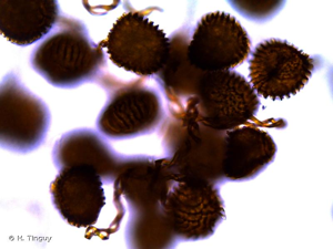 <i>Fossombronia wondraczekii</i> (Corda) Dumort. ex Lindb., 1873 © H. Tinguy