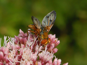 Tachinidae - Ectophasia crassipennis.JPG © Hectonichus