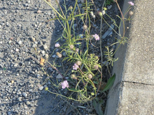 <i>Scabiosa atropurpurea </i>var.<i> maritima</i> (L.) Fiori, 1903 © A. Lacoeuilhe
