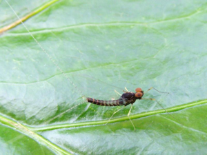 Centroptilum luteolum.jpg © Commons