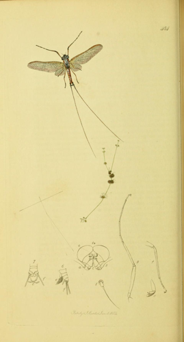 Britishentomologyvolume4Plate484.jpg © Commons