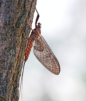 Ecdyonurus venosus.jpg © M. Albi