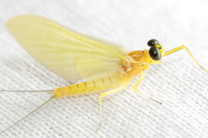 Mayfly 2.JPG © Fred Martin Kaaby