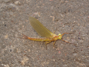 Potamanthus luteus 03.JPG © Sanja565658