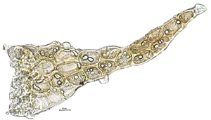 <i>Nardia scalaris</i> Gray, 1821 © H. TINGUY
