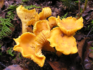 Chanterelle Cantharellus cibarius.jpg © Commons