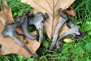 Craterellus cornucopioides JPG1.jpg © Jean-Pol GRANDMONT