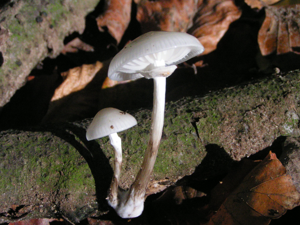 Oudemansiella mucida2.jpg © Commons
