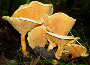 Hygrophoropsis aurantiaca.jpg © The original uploader was W.J.Pilsak at German Wikipedia. Uploaded to Commons by Körnerbrötchen.