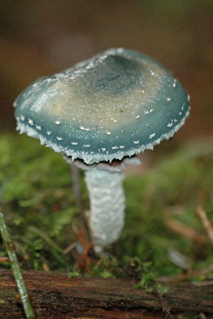 Stropharia.aeruginosa.-.lindsey.jpg © James Lindsey