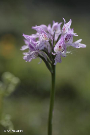 <i>Neotinea tridentata</i> (Scop.) R.M.Bateman, Pridgeon & M.W.Chase, 1997 © O. Nawrot