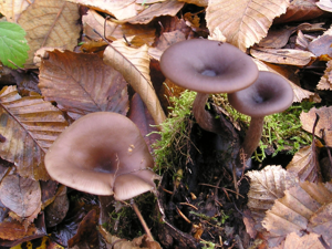 Pseudoclitocybe cyathiformis 031123Aw.jpg © Strobilomyces