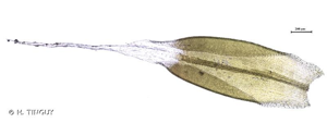 <i>Grimmia crinita</i> Brid., 1806 © H. TINGUY