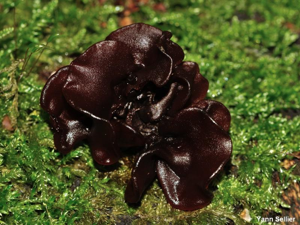 <i>Tremella foliacea</i> Pers. : Fr. © Y. Sellier