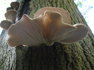 Pleurotus ostreatus JPG7.jpg © voir ci-dessous / see below