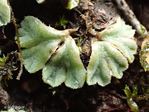 <i>Riccia ciliifera</i> Link ex Lindenb. © H. TINGUY